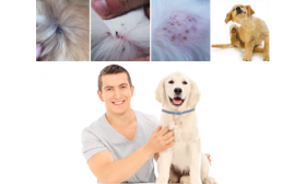 Šťastný majitel a pes s obojkem proti blechám, ukazující účinnost v prevenci kožních podráždění a napadení.