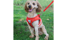 Červená reflexní psí postrojová vesta s odpovídajícím vodítkem, lehká, prodyšný materiál pro pohodlí a bezpečné nošení.