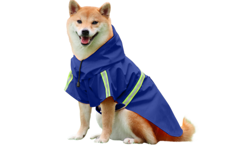 Shiba Inu v voděodolném modrém plášti s reflexními pásky, snadné zapínání a odepínání popruhů, na deštivé procházky.