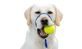 Modrý obojek pro psa bez tahání s nastavitelným páskem a polstrovaným nosním kroužkem, velikost L.